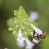 Album photo Animaux et insectes